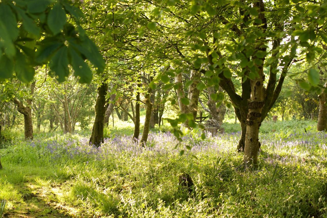 Holwell Holistic Retreat Bed and Breakfast Barnstaple Buitenkant foto